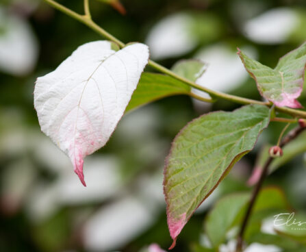 Actinidia kolomikta südajas aktiniidia (4)