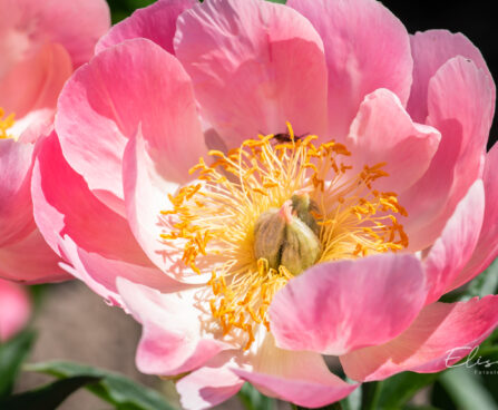 Paeonia lactiflora `Coral Charm` pojeng