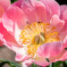 Paeonia lactiflora `Coral Charm` pojeng