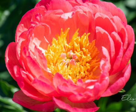 Paeonia lactiflora `Coral Sunset` pojeng (2)