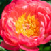 Paeonia lactiflora `Coral Sunset` pojeng (2)