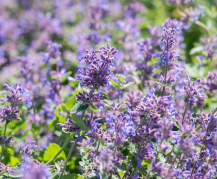 Nepeta faassenii naistenõges(1)