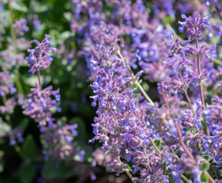 Nepeta faassenii naistenõges(2)