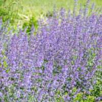 Nepeta faassenii naistenõges