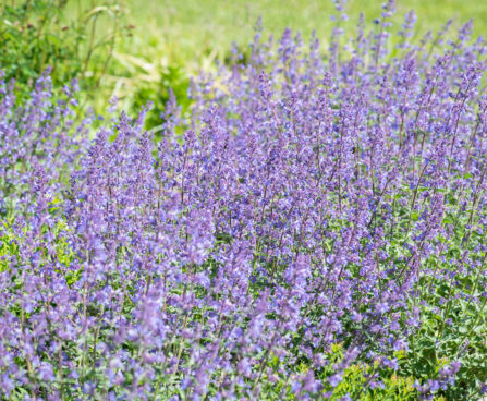 Nepeta faassenii naistenõges