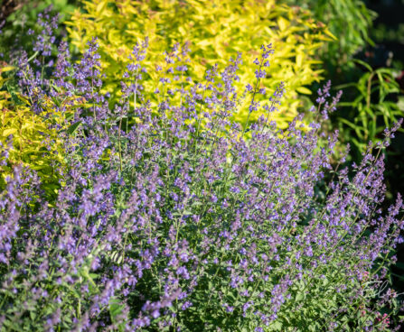 Nepeta faassenii `Kit Cat` naistenõges