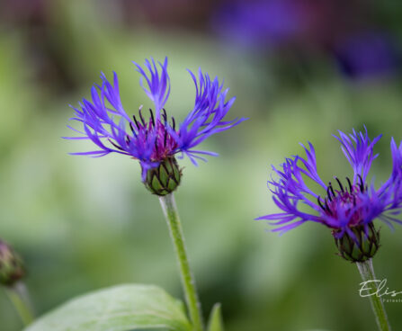 Centaurea montana mägi-jumikas