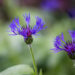 Centaurea montana mägi-jumikas