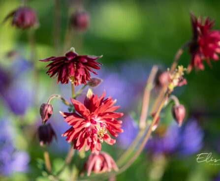 Aquilegia hybride `Bordeaux Barlow` kurekell