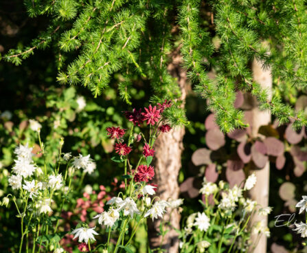 Aquilegia hybride `Bordeaux` kurekell (2)