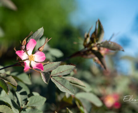 Rosa glauca punalehine roos (1)