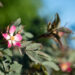 Rosa glauca punalehine roos (1)