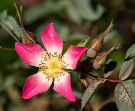 Rosa glauca punalehine roos (2)