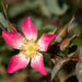 Rosa glauca punalehine roos (2)