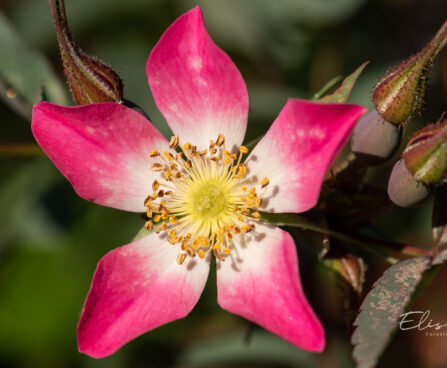 Rosa glauca punalehine roos (4)