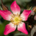 Rosa glauca punalehine roos (4)