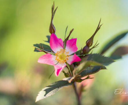 Rosa glauca punalehine roos (5)