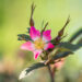 Rosa glauca punalehine roos (5)