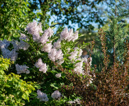 Syringa patula `Miss Kim` sametjas sirel (2)