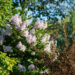 Syringa patula `Miss Kim` sametjas sirel (2)