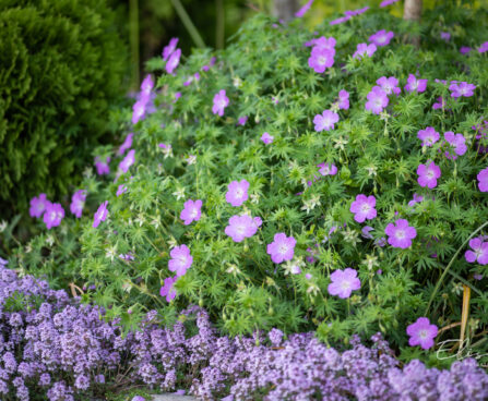 Geranium sanguineum `Compacta` kurereha (1)