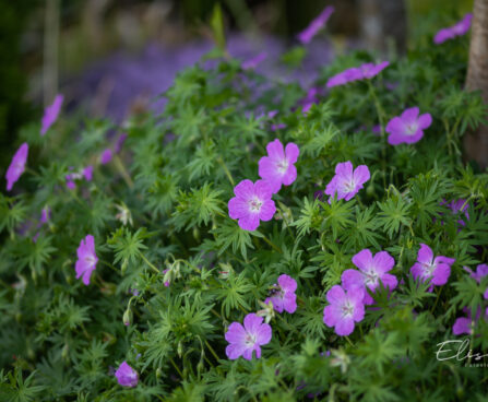 Geranium sanguineum `Compacta` kurereha (2)