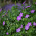 Geranium sanguineum `Compacta` kurereha (2)