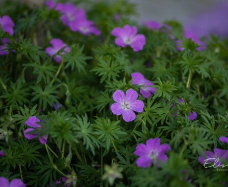 Geranium sanguineum `Compacta` kurereha (3)