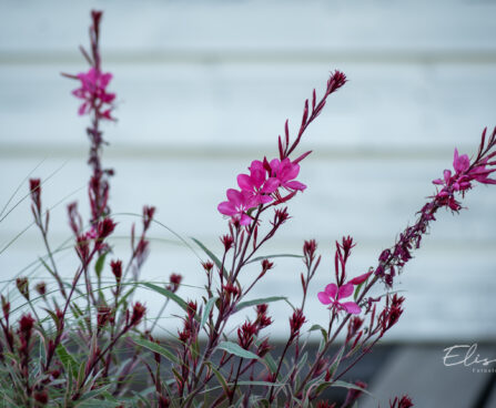 Gaura lindheimeri `Gambit Variegata Rose` kalevikepp