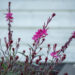 Gaura lindheimeri `Gambit Variegata Rose` kalevikepp