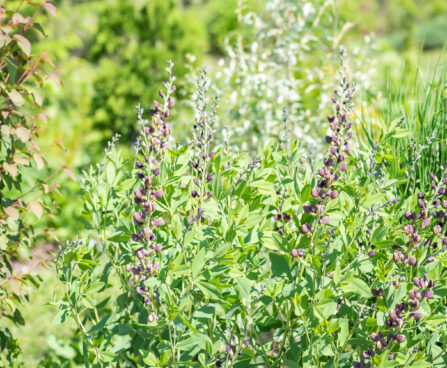 Baptisia baptiisia (1)
