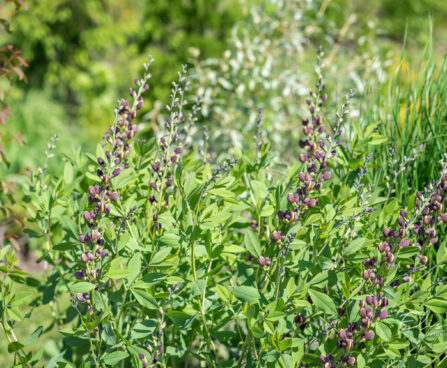 Baptisia baptiisia (2)