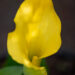 Calla `Captain Solo` kalla (1)