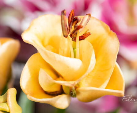 Lilium aciatic hybrids `Apricot Fudge` liilia (2)