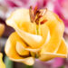 Lilium aciatic hybrids `Apricot Fudge` liilia (2)