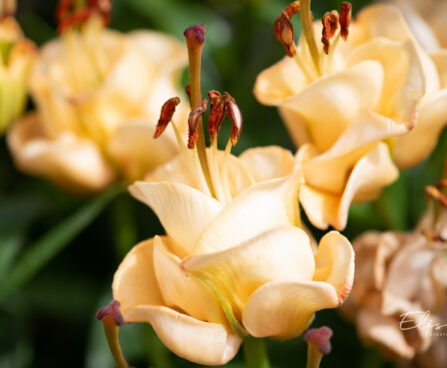 Lilium aciatic hybrids `Apricot Fudge` liilia (1)