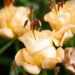 Lilium aciatic hybrids `Apricot Fudge` liilia (1)