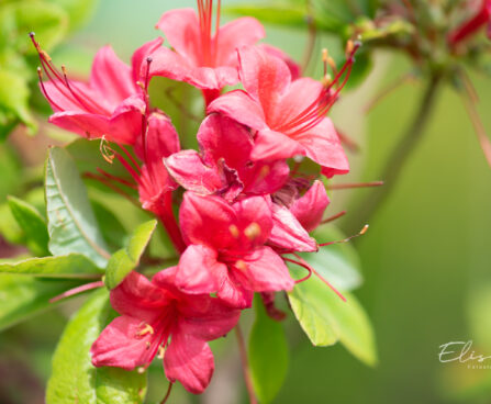 Rhododendron `Karmin Duft` rododendron (2)