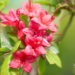 Rhododendron `Karmin Duft` rododendron (2)