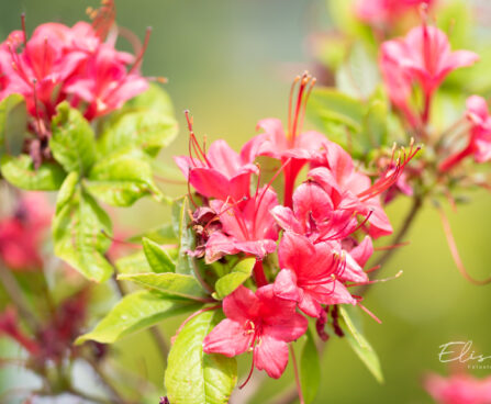 Rhododendron `Karmin Duft` rododendron