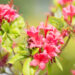 Rhododendron `Karmin Duft` rododendron