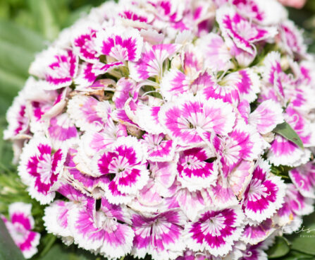 Dianthus barbatus habenelk