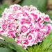 Dianthus barbatus habenelk (2)