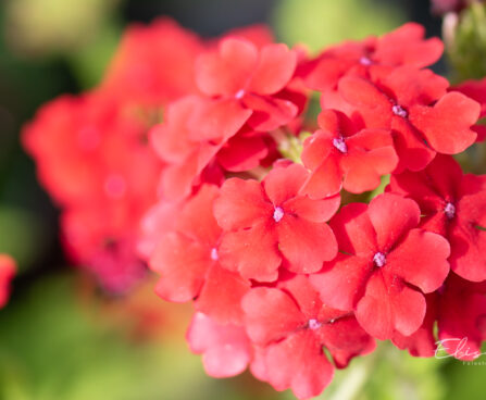 Verbena `Lanai Scarlet` raudürt
