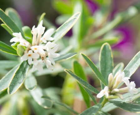 Daphne caucasica `Summer Ice` kaukaasia näsiniin (2)