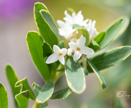 Daphne caucasica `Summer Ice` kaukaasia näsiniin (1)