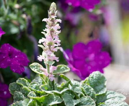 Ajuga reptans `Pink Lightning` roomav akakapsas (1)