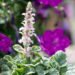 Ajuga reptans `Pink Lightning` roomav akakapsas (1)