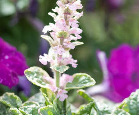 Ajuga reptans `Pink Lightning` roomav akakapsas (2)