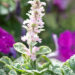 Ajuga reptans `Pink Lightning` roomav akakapsas (2)